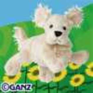 american golden retriever - Animalute Webkinz