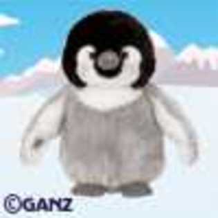 baby penguin