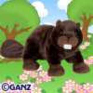 beaver - Animalute Webkinz