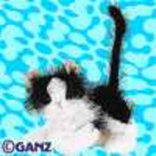 black and white cat - Animalute Webkinz