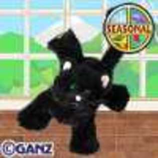 black cat - Animalute Webkinz
