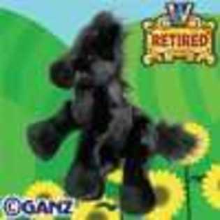 black friesian