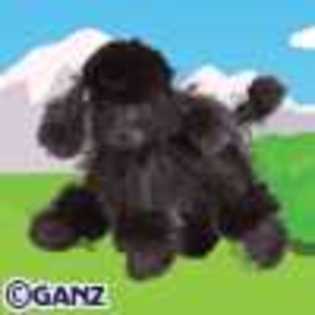 black poodle - Animalute Webkinz