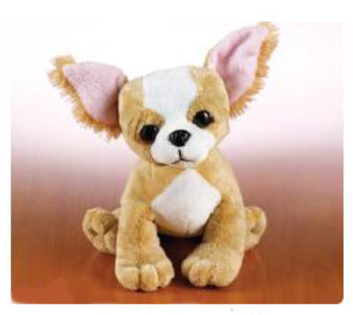 chihuahua