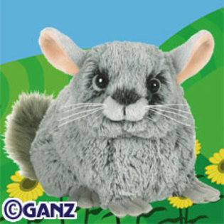 chinchilla