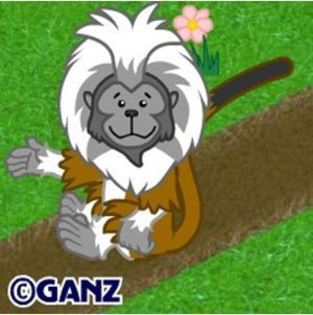 cotton tamarin - Animalute Webkinz