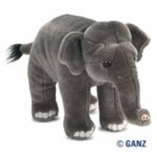 endangered asian elephant