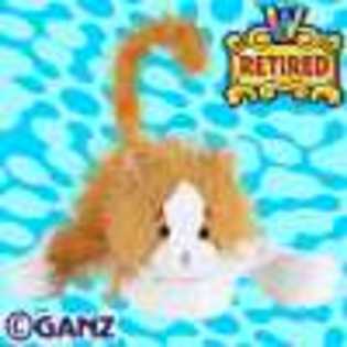 gold and white cat