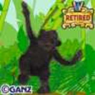gorilla