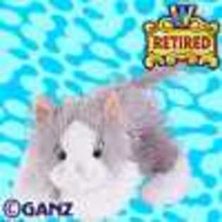 grey and white cat