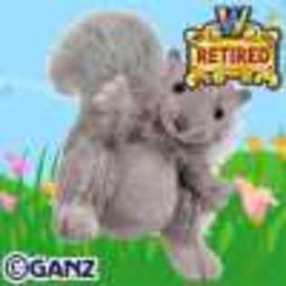 grey squirrel