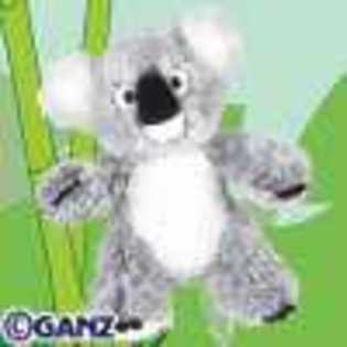 koala