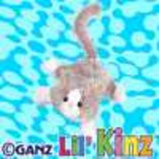 lil\' grey and white cat