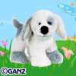 misty puppy