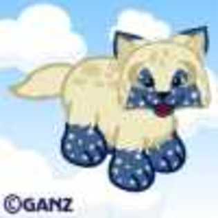 moon fox
