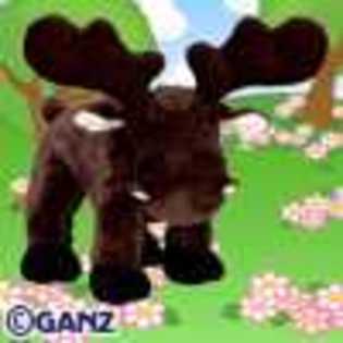 moose