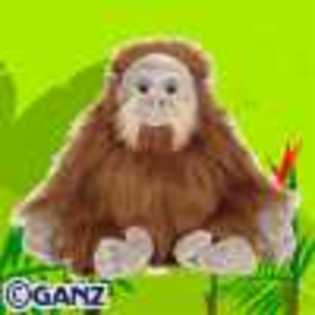 orangutan - Animalute Webkinz