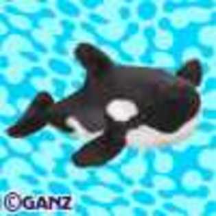 orca whale - Animalute Webkinz