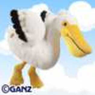 pelican