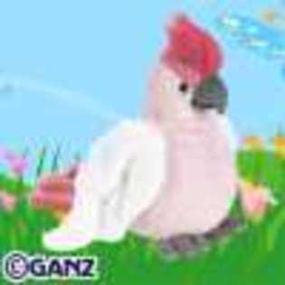 pink cockatoo