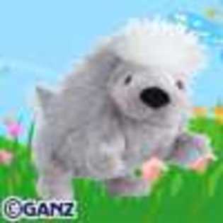 porcupine