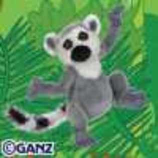 ring tailed lemur