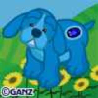 sapphire spaniel