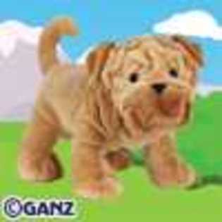 shar pei