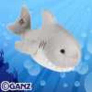 shark