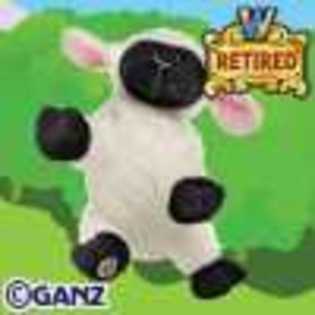 sheep