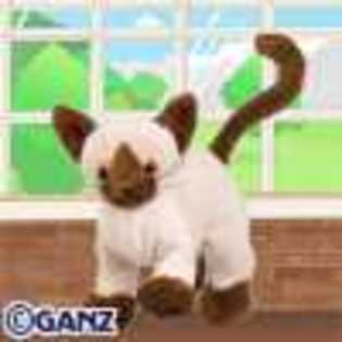 siamese