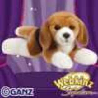signature beagle