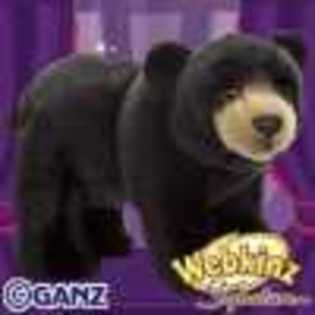 signature black bear