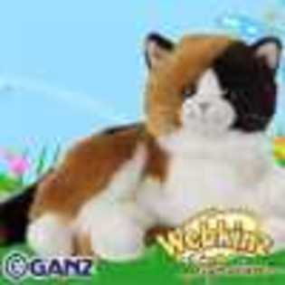 signature calico cat