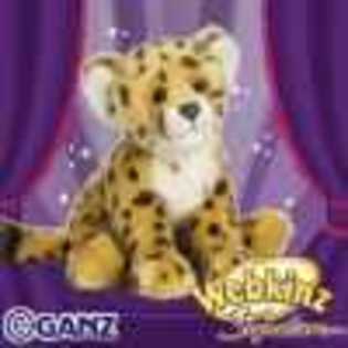 signature cheetah