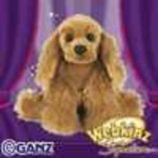 signature cocker spaniel