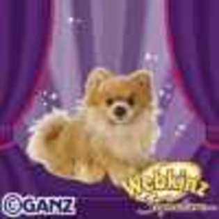 signature pomeranian - Animalute Webkinz