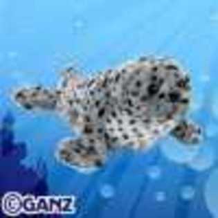 spotted seal - Animalute Webkinz