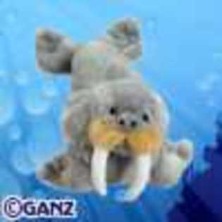 walrus - Animalute Webkinz