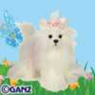 yorkie - Animalute Webkinz