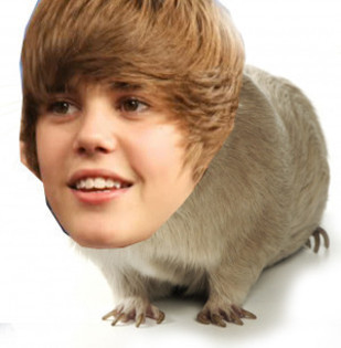 Mouse Bieber - poze amuzante