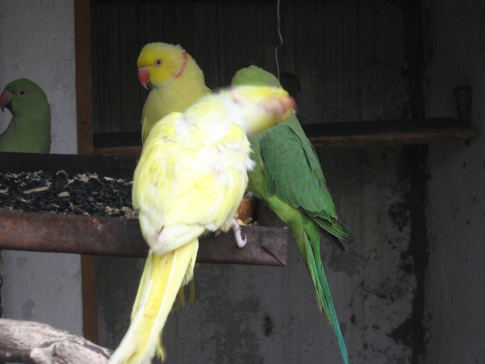 MICUL ALEXANDER(galben &verde) - Papagali
