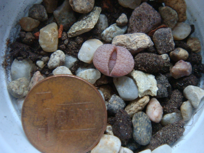 DSC01718 - Lithops