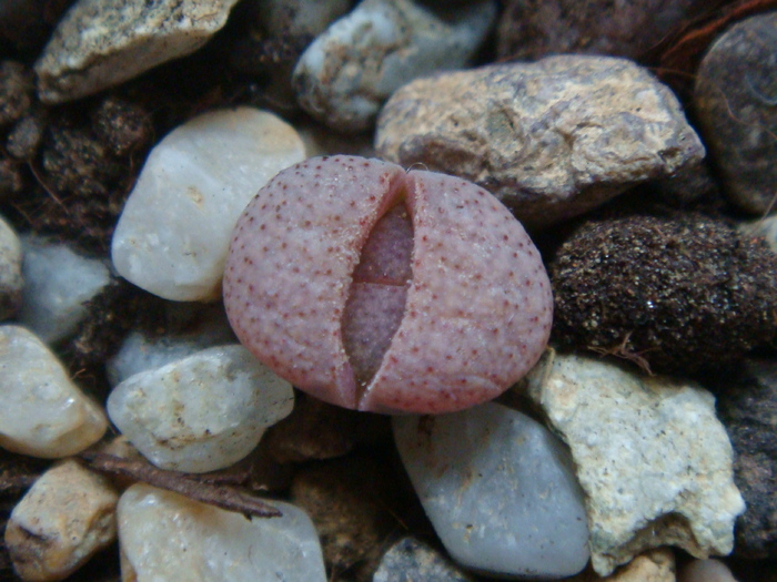 DSC01719 - Lithops