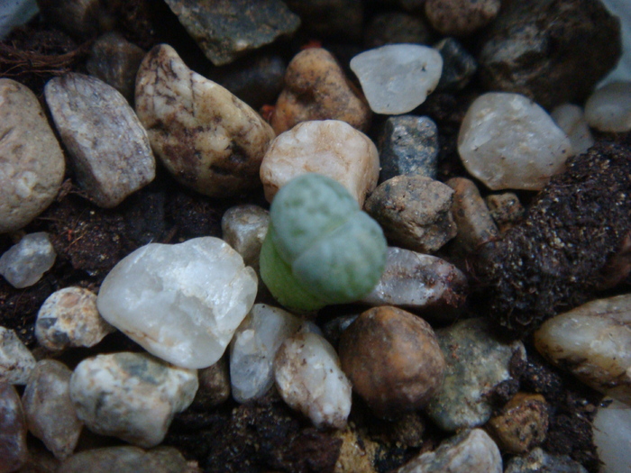 DSC01721 - Lithops