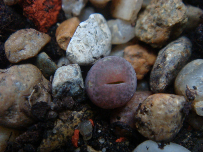 DSC01723 - Lithops