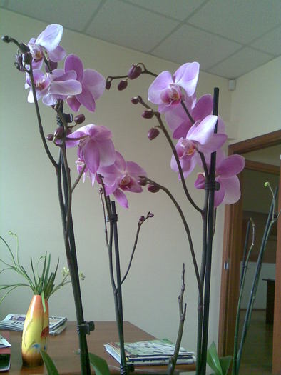 orhidee 4 tije !! - 0011  ORHIDEE  2011  2012