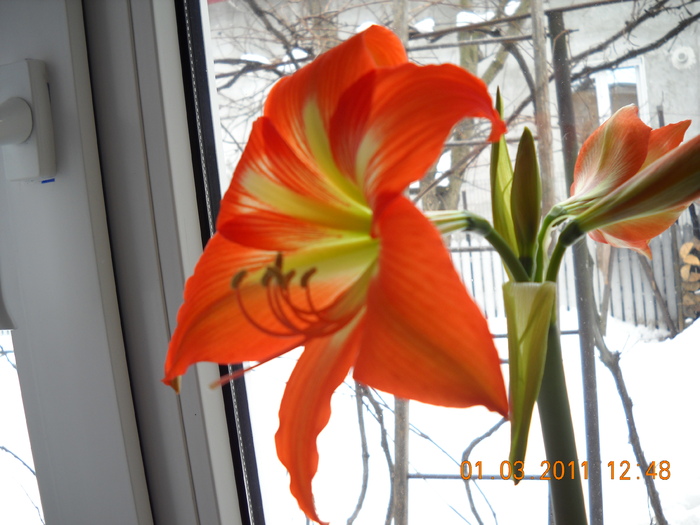 DSCN0223 - amaryllis