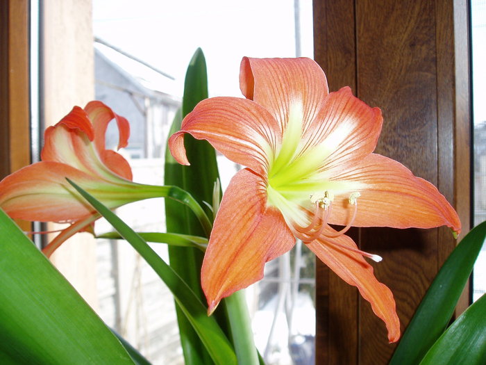 amaryllis portocaliu - flori 2011