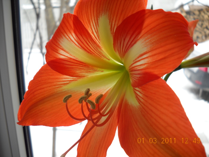 DSCN0224 - amaryllis